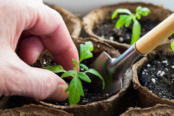 Close Up Of Hands Female Planting Seedling Tomato. - Fotografie, Obrázek