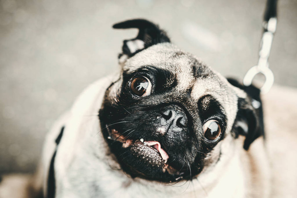 Funny pug dog closeup outdoors. - Фото, изображение