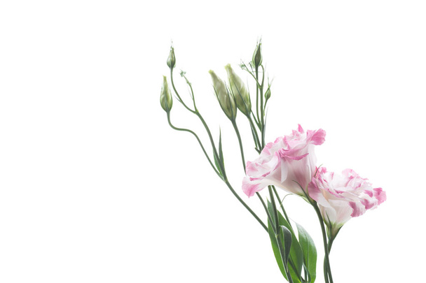 beautiful pink lisianthus flowers isolated on white - Fotografie, Obrázek