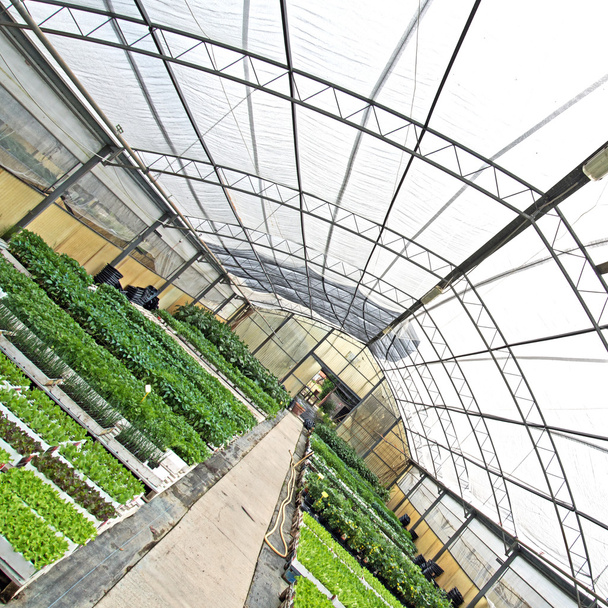 θερμοκήπιο με πράσινα φυτά θέα από διαφορετική οπτική γωνία - Φωτογραφία, εικόνα