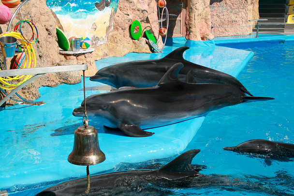 Lindos hermosos delfines juguetones en el delfinario
 - Foto, imagen