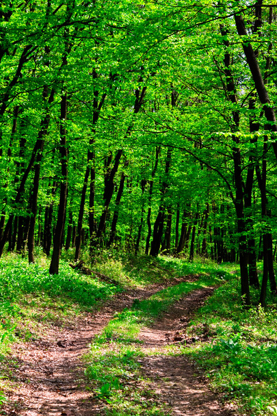 άγριο σκόρδο δάσος - Φωτογραφία, εικόνα
