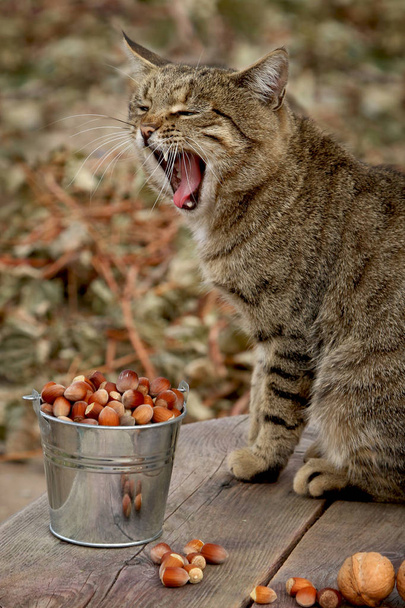 Szary kot pręgowany na tle uprawy orzechów - Zdjęcie, obraz