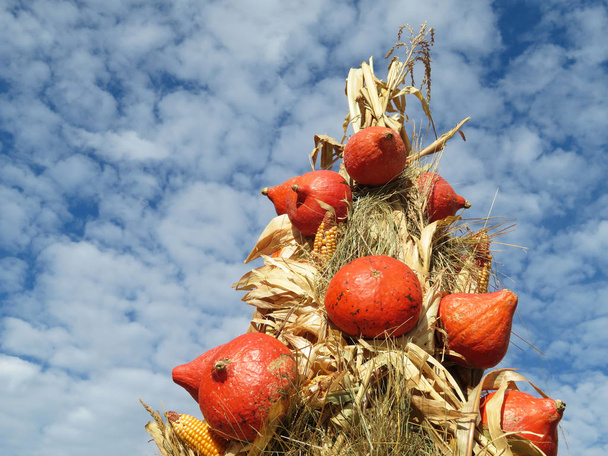 Decorazione del giorno del Ringraziamento, raccolto autunnale. Fagotto di mais con zucche arancioni contro il cielo blu e nuvole bianche
 - Foto, immagini