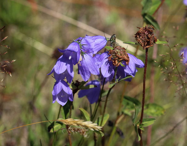 Campanula rotundifolia, conhecida como harebell, bluebell, blawort, hair-bell e dedal da senhora
 - Foto, Imagem