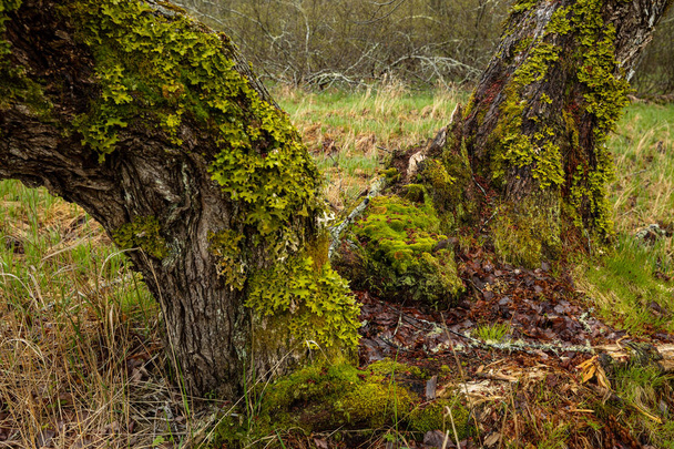 ノバスコシア州のKejimkujikの森と木カナダ - 写真・画像