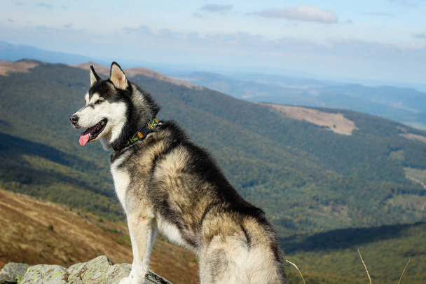 Os Husky são pretos e brancos. Cão. Caminhadas nas montanhas. Carro
 - Foto, Imagem