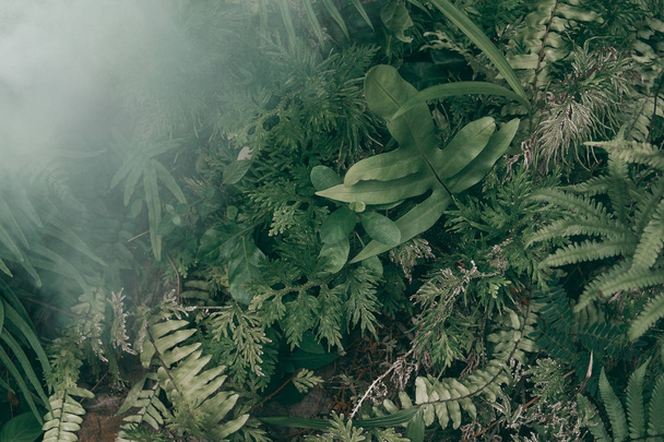 Giardino verticale con foglia verde tropicale con nebbia e pioggia, Scuro
 - Foto, immagini