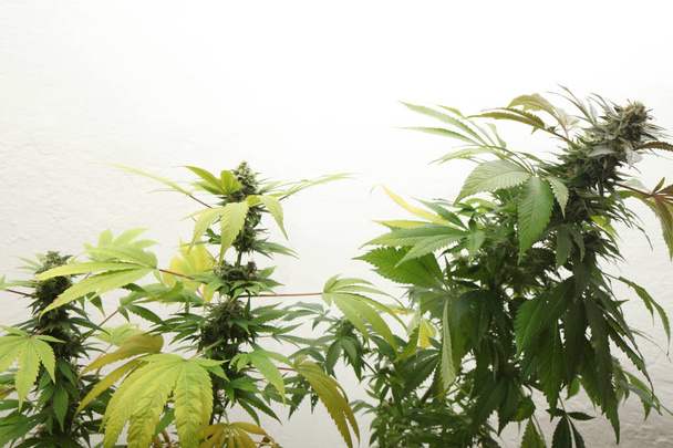 marijuana medica che coltiva piante di cannabis - Foto, immagini