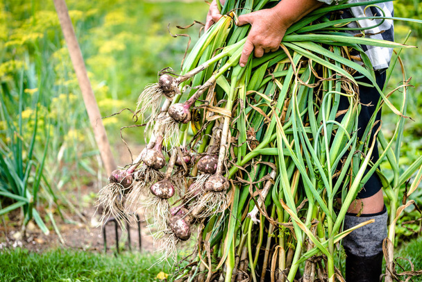Fresh farm garlic, freshly harvested organic vegetables in in the farmer garden. Vegetable harvest. - Valokuva, kuva