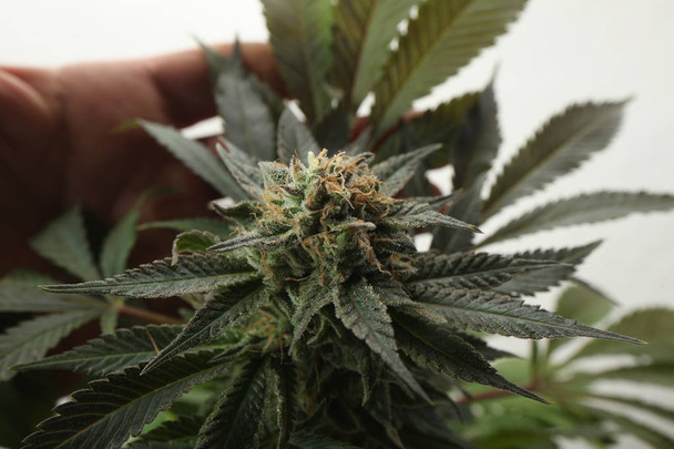 Tıbbi marihuana yetiştirilen esrar bitkileri - Fotoğraf, Görsel