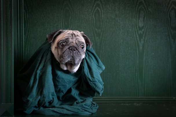 Portrait of a pug dog in green shirt on green background. Copy s - Photo, Image