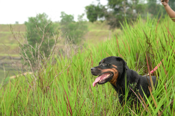 Retrato de un guapo perro Rottweiler
 - Foto, Imagen
