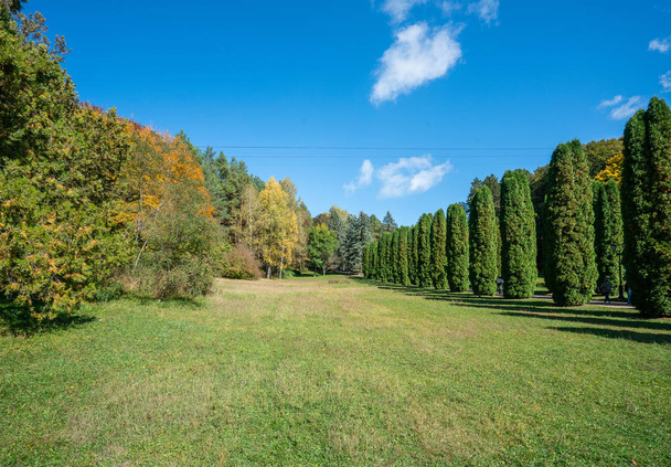 Park wypoczynkowy w Kisłowodsku w słoneczny jesienny dzień: aleja cyprysowa i las mieszany - Zdjęcie, obraz