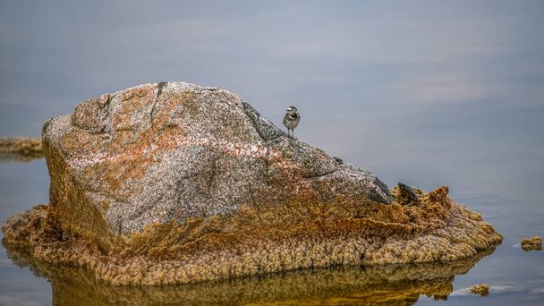 Tavaszi táj egy madárral a kövön egy tóban. Wagtail, Motacilla, egy karcsú, gyakran színes, földi etető madár. Madárleső Izraelben. Minimalista jellegű háttér asztali tapéta - Fotó, kép