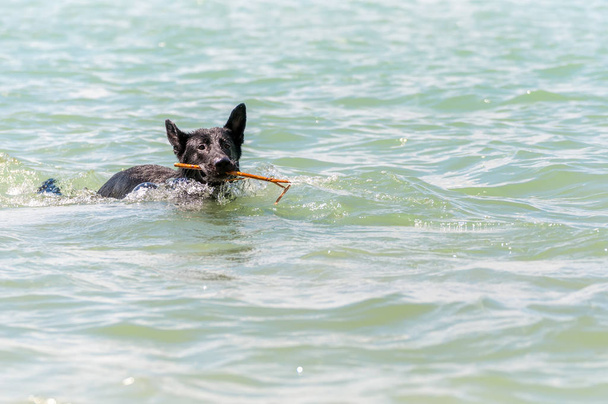 Černý německý ovčák plavající v jezeře - Fotografie, Obrázek