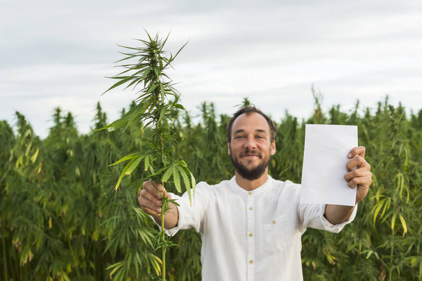 Man standing in marijuana CBD hemp plants field and holding and  - Photo, image