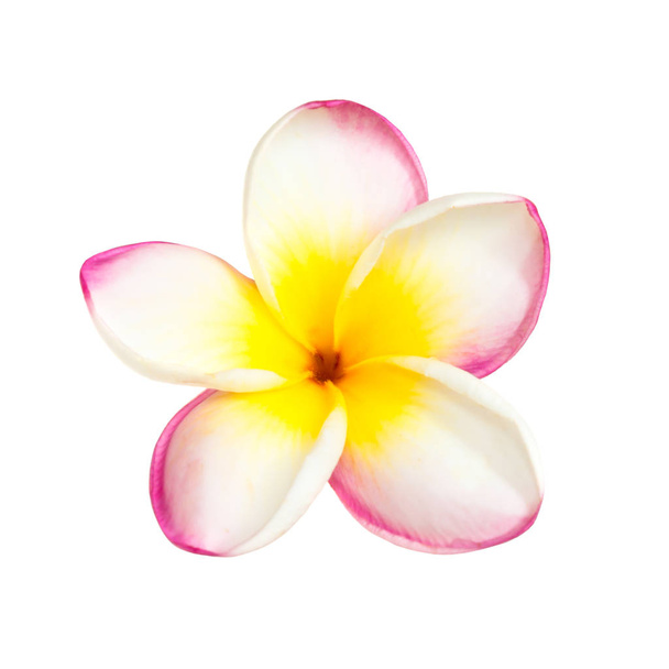 Frangipani flor aislada en fondo blanco
 - Foto, imagen