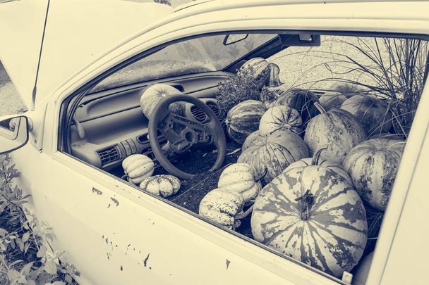 Many pumpings and plants growing in old car outdoor. - Photo, Image