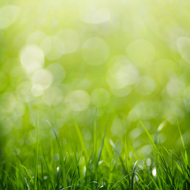Szépség egészséges háttér lombozat, zöld fű és bokeh - Fotó, kép