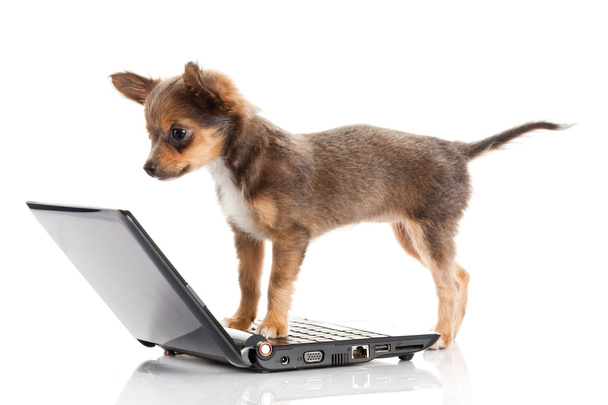 Portrait of a cute chihuahua dog in front of a laptop on white b - Фото, изображение