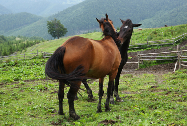 Two horses - Valokuva, kuva