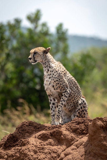 Cheetah κάθεται σε termite ανάχωμα ανύψωσης πόδι - Φωτογραφία, εικόνα