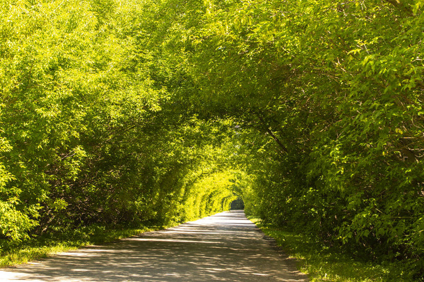 Arco de follaje de árboles, camino vacío bajo el dosel de hojas verdes paisaje horizontal
 - Foto, Imagen