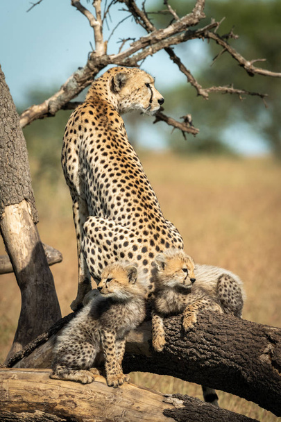Cheetah sitting with two cubs on fallen branches - Foto, immagini