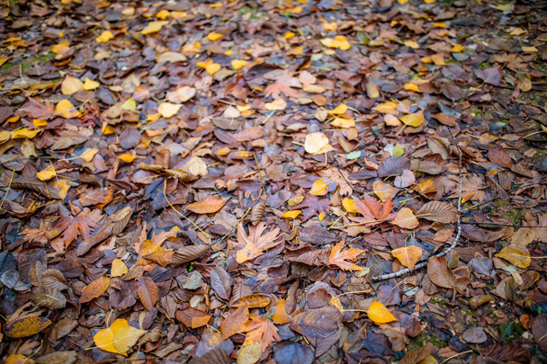 Tło kolorowych liści czerwonych, pomarańczowych lub brązowych jesieni lub jesieni. Jesienny obraz tła. Czerwone liście drzew jesiennych. - Zdjęcie, obraz