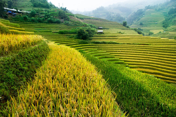 Rijstvelden op terrassen van Mu Cang Chai, Yenbai, Vietnam. Vietnam landschappen - Foto, afbeelding