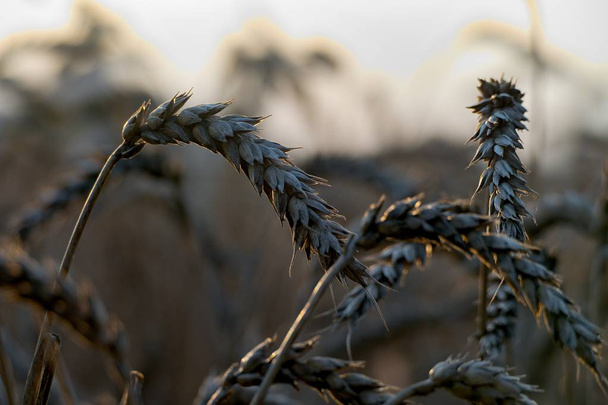 detail of a field in the warm sunset - Photo, Image