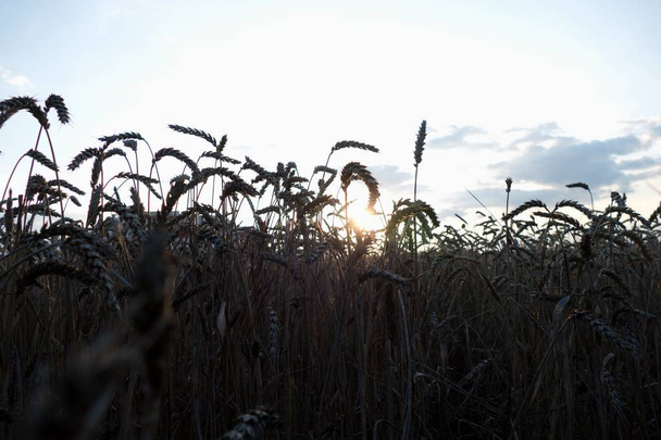 detail van een veld in de warme zonsondergang - Foto, afbeelding