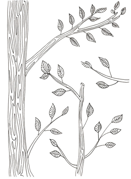 ветви дерева с листьями на белом
 - Фото, изображение