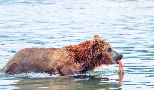 Niedźwiedzie brunatne Kamczatka nad jeziorem Kuril - Rosja - Zdjęcie, obraz