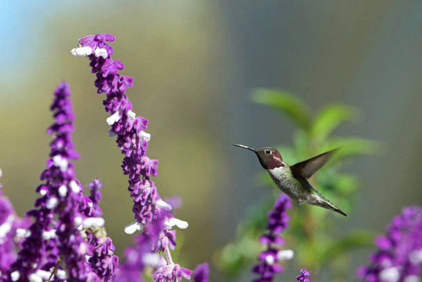 Un colibrì dalla gola rubino in volo librato nei cespugli di fiori viola messicani di salvia. È di gran lunga il colibrì più comune visto ad est del fiume Mississippi in Nord America
 - Foto, immagini