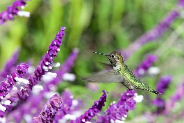 Un colibrì dalla gola rubino in volo librato nei cespugli di fiori viola messicani di salvia. È di gran lunga il colibrì più comune visto ad est del fiume Mississippi in Nord America
 - Foto, immagini