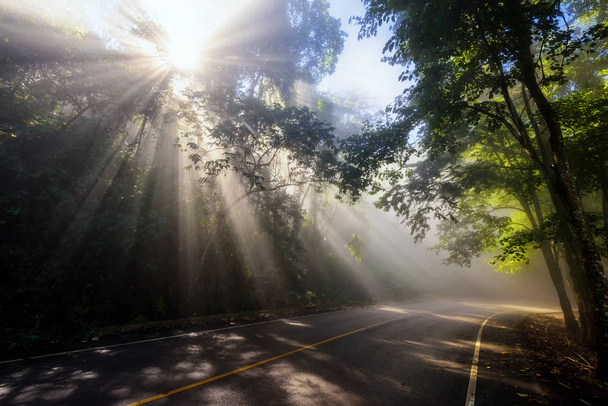 ακτίνες του ήλιου μέσα από ομίχλη και δάσος στο δρόμο - Φωτογραφία, εικόνα