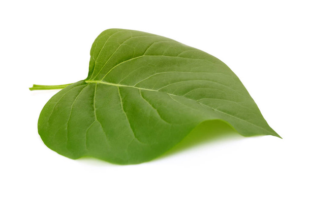 Green leaf on white background. - Zdjęcie, obraz