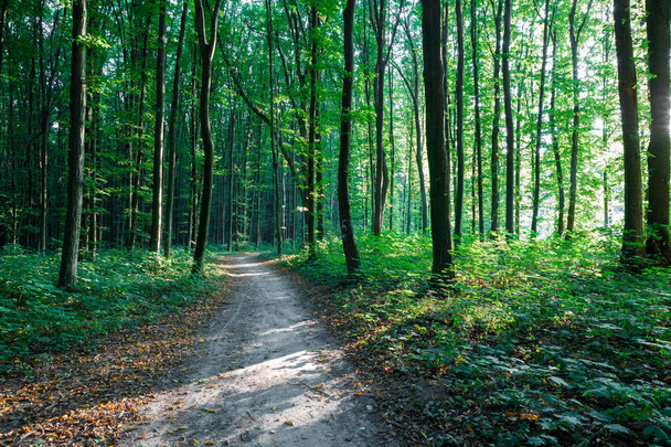 Лесные деревья. природа зеленый фон древесины солнечного света - Фото, изображение