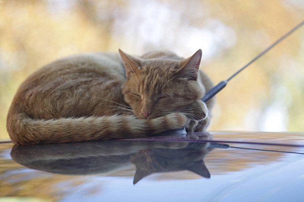 chat rouge assis sur la voiture
 - Photo, image