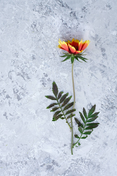 Fundo cinza com flores de laranja vibrantes frescas e folhas verdes
 - Foto, Imagem