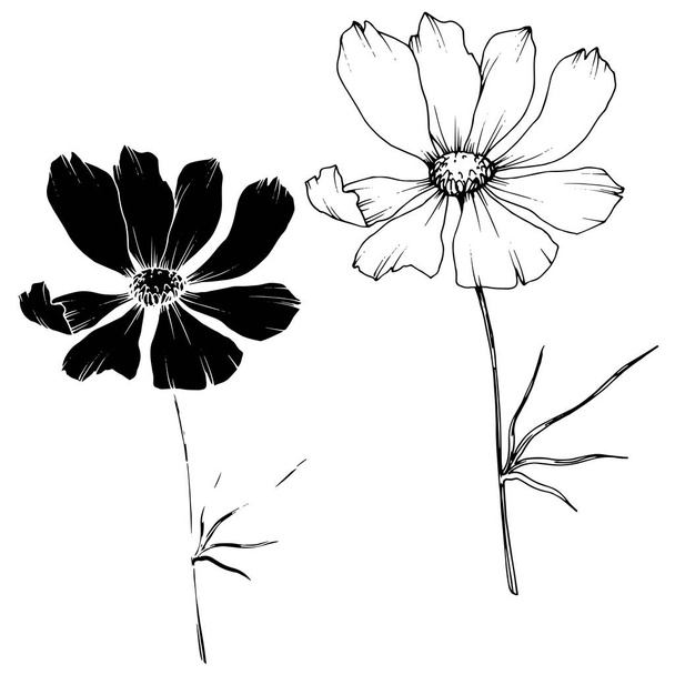Fiori botanici floreali Vector Cosmos. Inchiostro inciso in bianco e nero art. Elemento di illustrazione cosmea isolata
. - Vettoriali, immagini