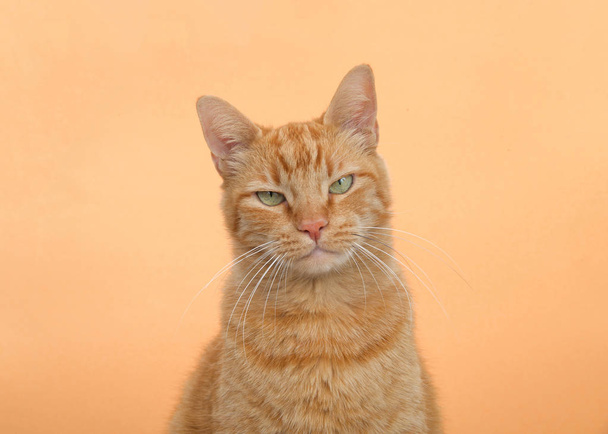 Portret jednego pomarańczowego rudego kota w tabby na pomarańczowym tle. Patrząc wprost na widza z mrugającymi oczami, jakby rzucającymi się w oczy. Zły lub podrażniony wyraz twarzy. przestrzeń kopiowania. - Zdjęcie, obraz