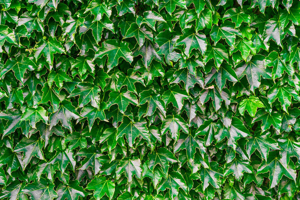 Astratto sfondo naturale di foglie verdi luminose
. - Foto, immagini