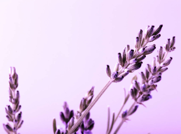 Close-Up Of Violet Lavender Flower Background - Fotó, kép