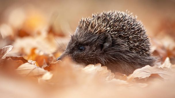 European hedgehog, erinaceus europaeus, sniffing in autumn forest - Photo, Image