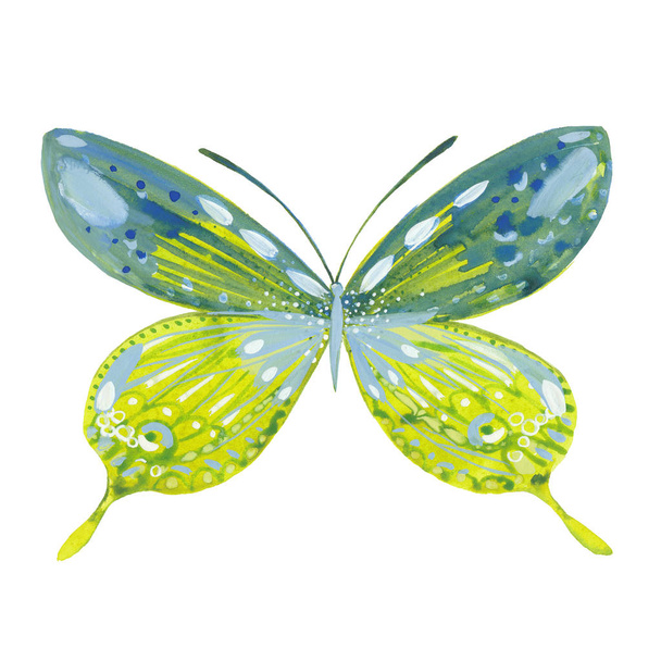 akvarelli vihreä perhonen
 - Valokuva, kuva