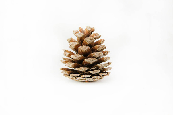 Cone de pinheiro isolado sobre fundo branco. Ano Novo, Natal ou Natal fundo feriado
.  - Foto, Imagem