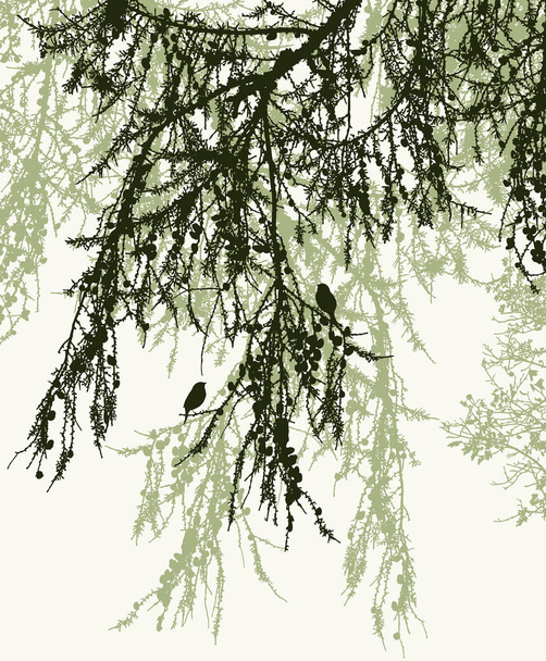Vector image of silhouettes of pine branches in spruce forest - Vector, Image